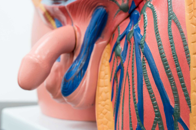 Männer / Eichel-Vergrößerung